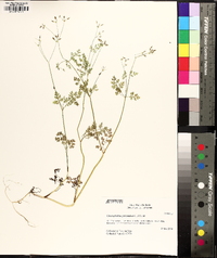 Chaerophyllum procumbens image