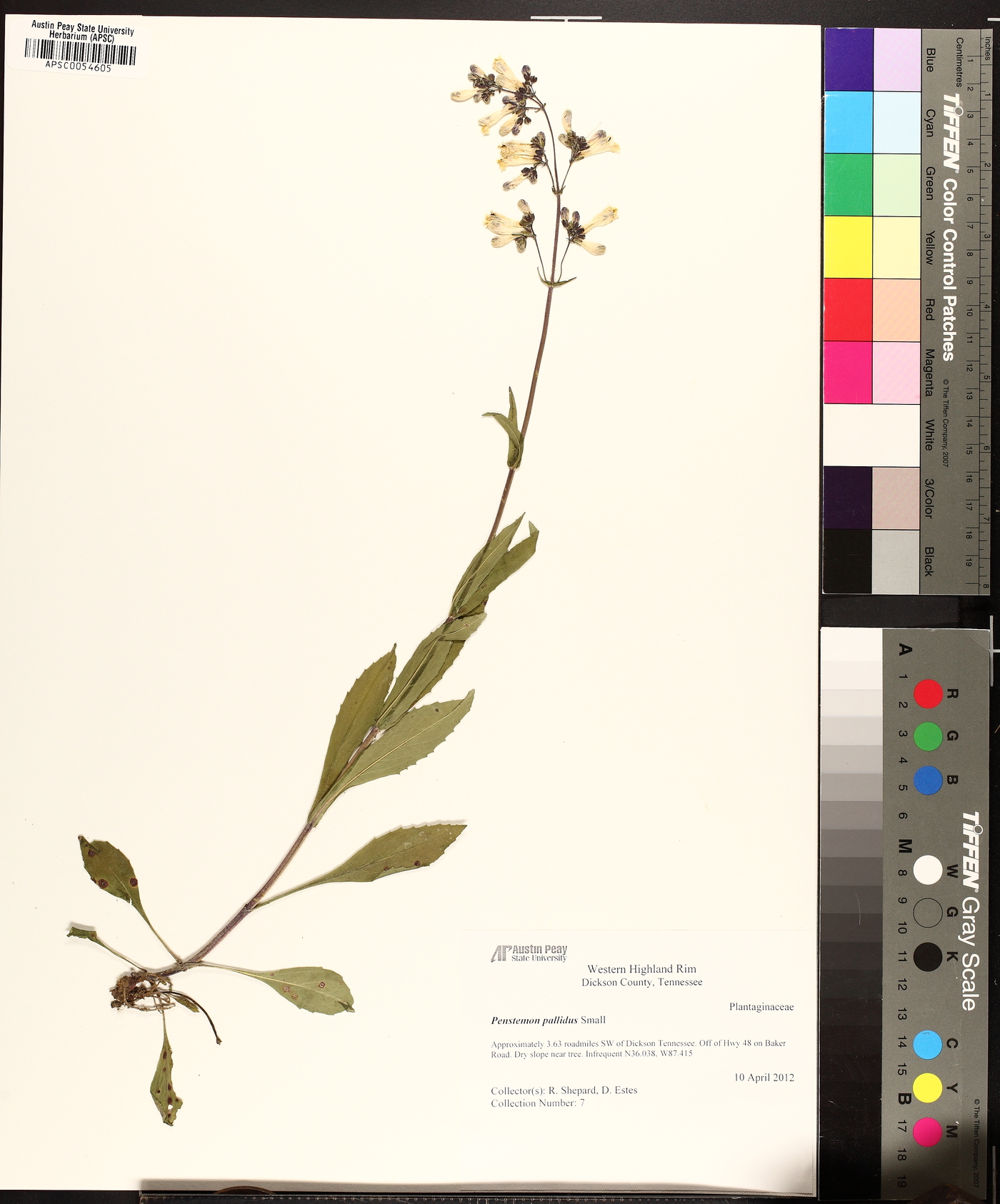 Penstemon pallidus image