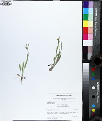 Krigia cespitosa image