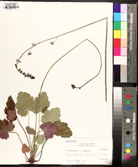 Heuchera americana image