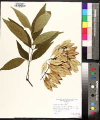 Fraxinus caroliniana image