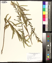 Oenothera heterophylla image