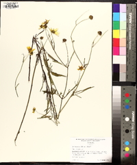 Bidens mitis image