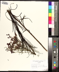 Vernonia angustifolia image