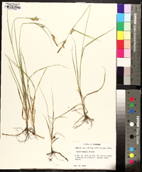 Carex meadii image