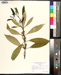 Osmanthus americanus image