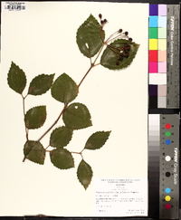 Viburnum dentatum var. dentatum image