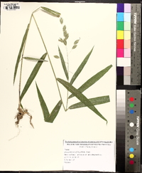 Chasmanthium latifolium image