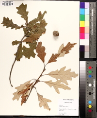 Quercus lyrata image