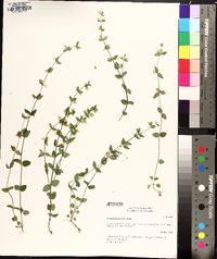 Scutellaria parvula var. australis image