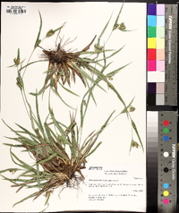 Carex glaucodea image