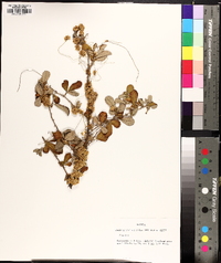 Cuscuta compacta image