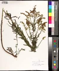 Solidago tortifolia image