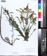 Solidago tortifolia image