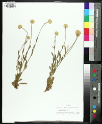 Polygala lutea image