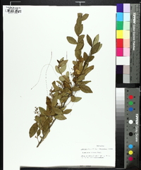 Ligustrum sinense image