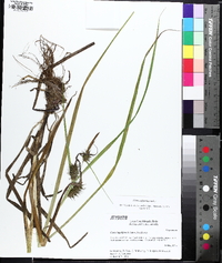 Carex gigantea image