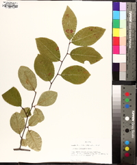 Prunus alabamensis image