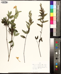 Ruellia caroliniensis image