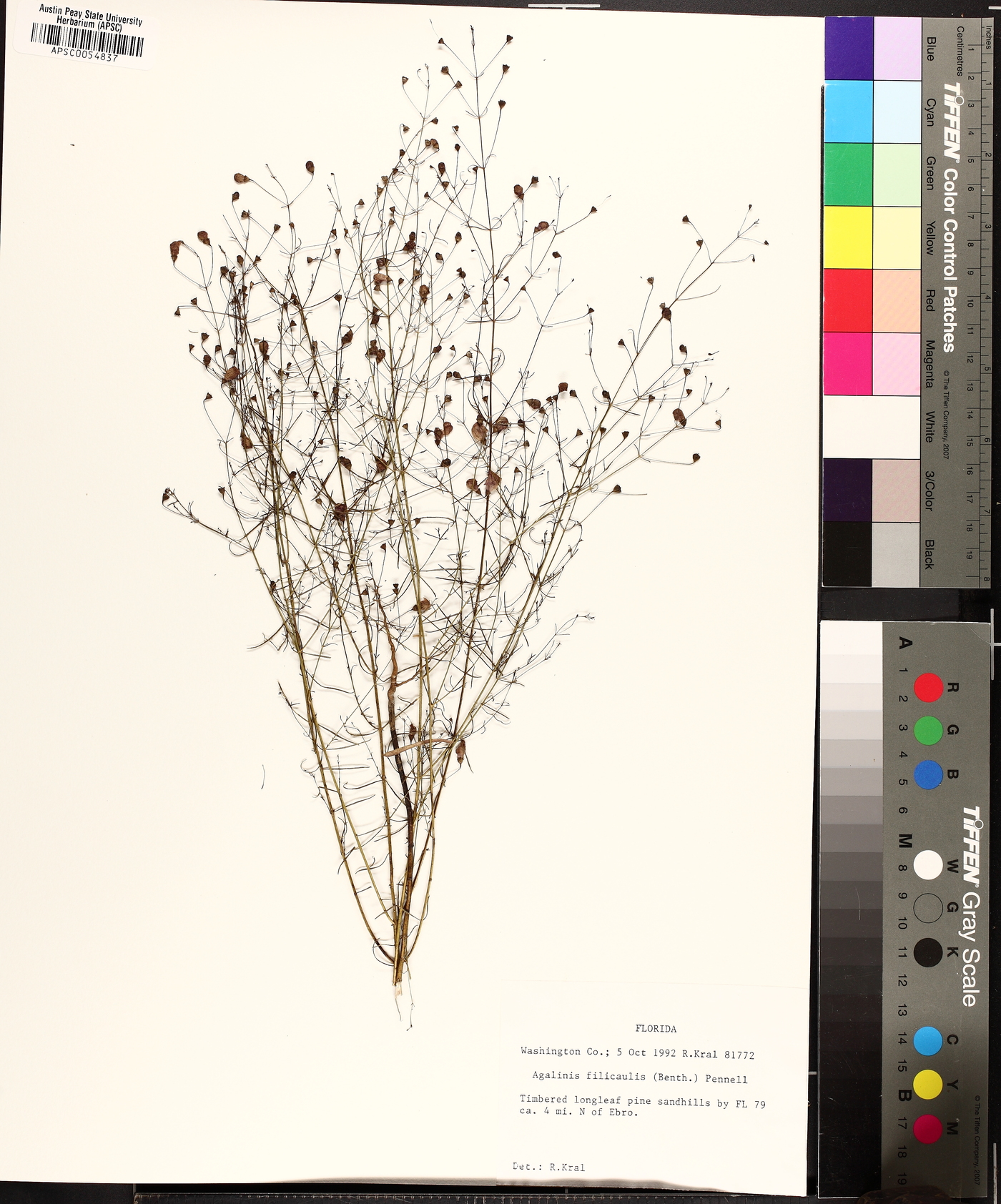 Agalinis filicaulis image