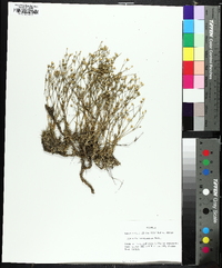 Geocarpon carolinianum image