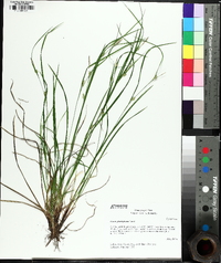 Carex planispicata image