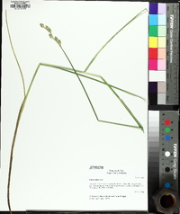 Carex alata image