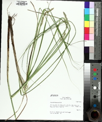 Carex decomposita image