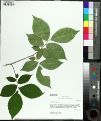 Ulmus serotina image