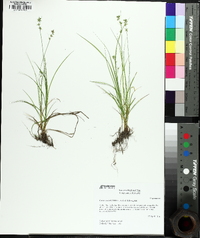 Carex socialis image