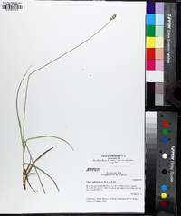 Carex muehlenbergii var. enervis image