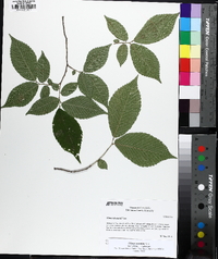 Ulmus serotina image