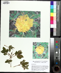 Rhododendron luteum image