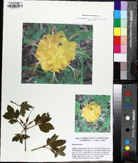 Rhododendron luteum image