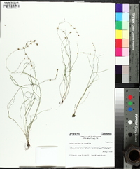 Scleria verticillata image