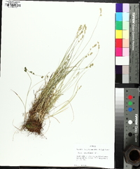 Carex texensis image