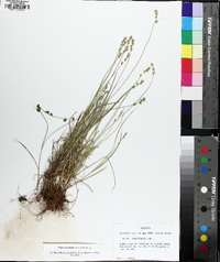 Carex texensis image