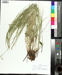 Carex normalis image