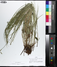 Carex normalis image