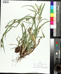 Carex flaccosperma image