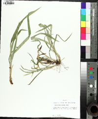 Carex flaccosperma image