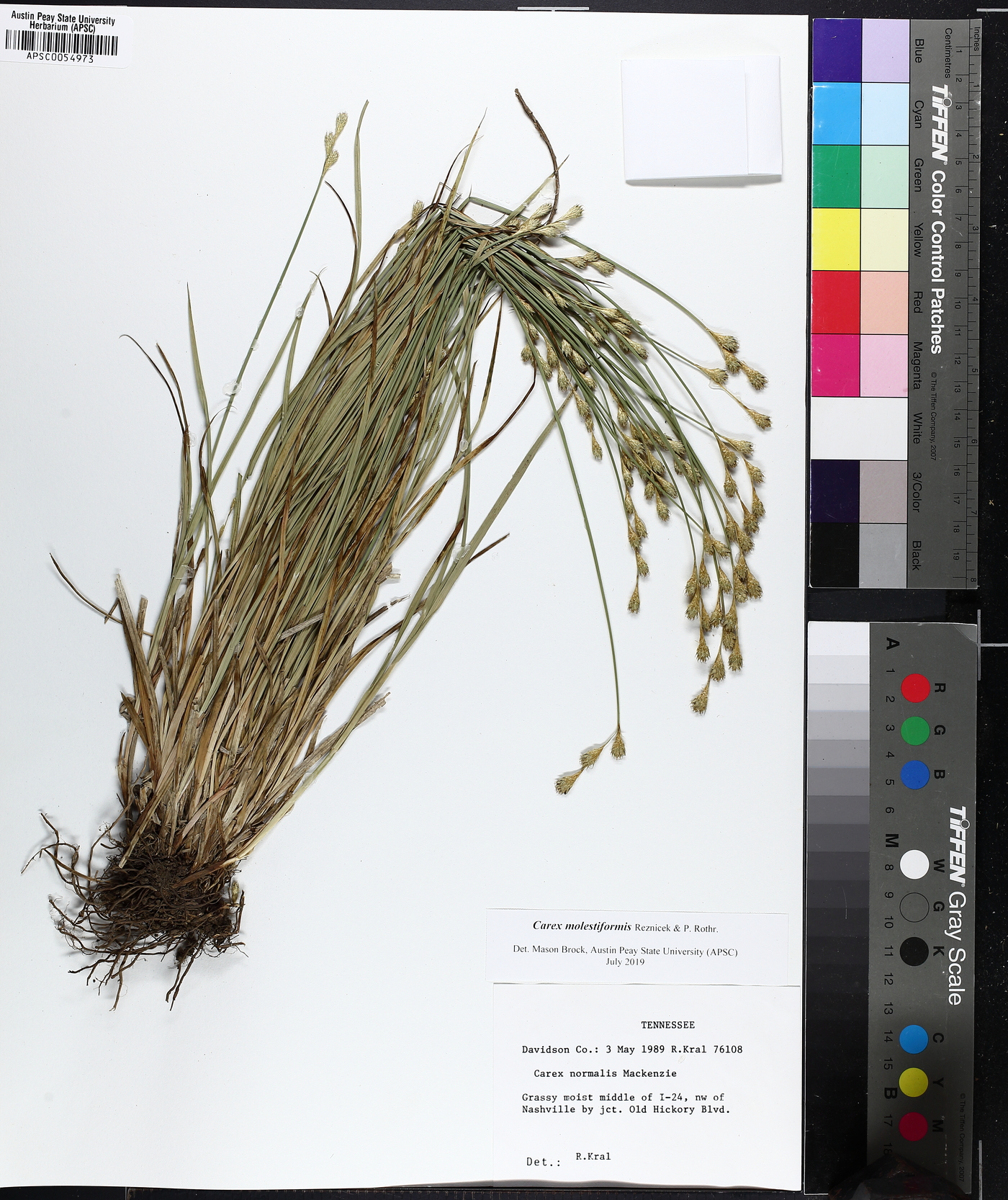 Carex molestiformis image