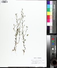 Chaenorhinum minus image