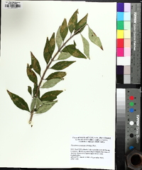 Forestiera acuminata image