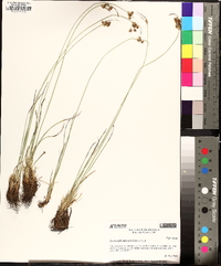 Fimbristylis puberula image