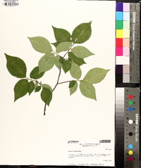 Ulmus serotina image