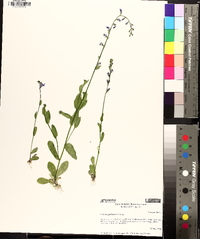 Lobelia gattingeri image