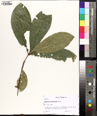 Quercus imbricaria image