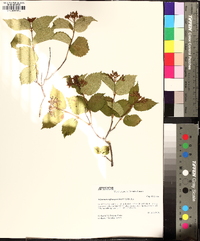 Viburnum rafinesqueanum image