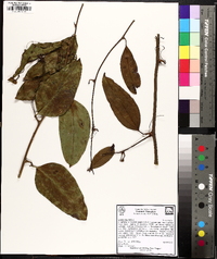 Smilax laurifolia image